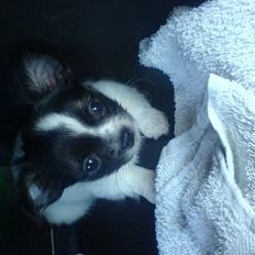 Chihuahua Kelo 