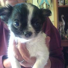 Chihuahua Kelo 