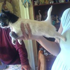 Chihuahua Kelo 