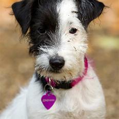 Jack russell terrier Taya R.I.P. :-(