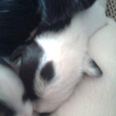 Jack russell terrier Taya R.I.P. :-(