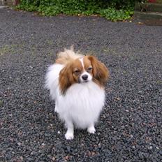 Phalene Dino *Min søsters*