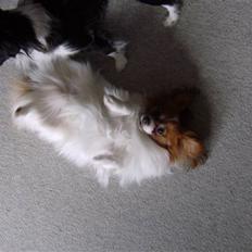 Phalene Dino *Min søsters*