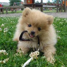 Pomeranian Naya Yasmin a.k.a. Naya