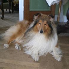 Collie langhåret Woody (Harrison)