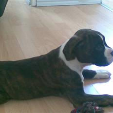 Boxer Zoa
