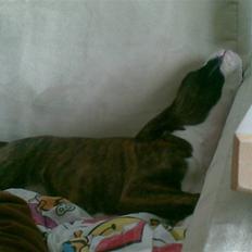 Boxer Zoa