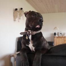 Amerikansk staffordshire terrier anton