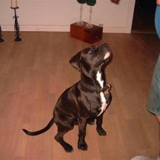 Amerikansk staffordshire terrier anton