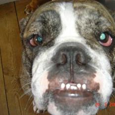 Engelsk bulldog Luna