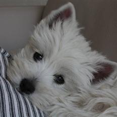 West highland white terrier Emmy