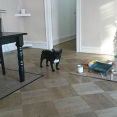 Fransk bulldog sigurd