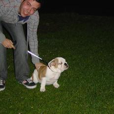 Engelsk bulldog Ziva