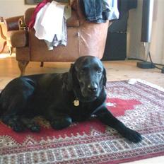 Labrador retriever Sasha