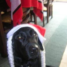 Labrador retriever Sasha