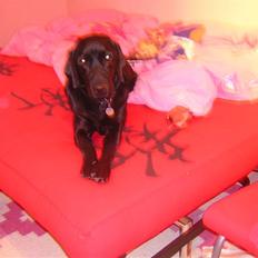 Labrador retriever Sasha