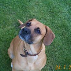 Blanding af racer Maxi *RIP*