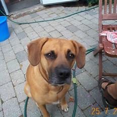 Blanding af racer Maxi *RIP*