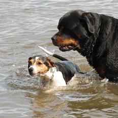 Rottweiler  . Gizmo Vom Dornenhof