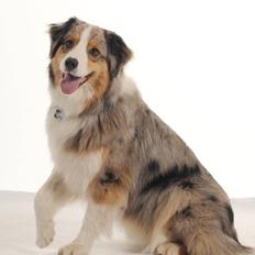 Australian shepherd "! BLUE !"