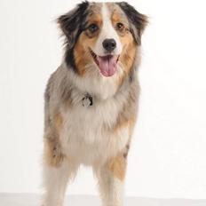 Australian shepherd "! BLUE !"