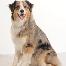 Australian shepherd "! BLUE !"