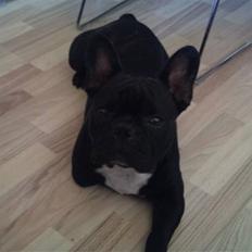 Fransk bulldog Toby 3-benet R.I.P