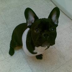 Fransk bulldog Toby 3-benet R.I.P