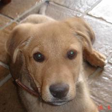 Blanding af racer Zenta