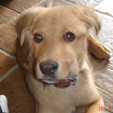 Blanding af racer Zenta