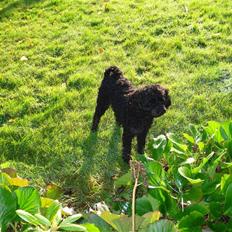 Dværgpuddel Zaco Født 8/4