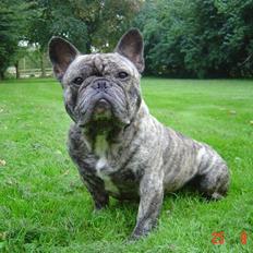 Fransk bulldog Ludvig (Miccalah Bastian)