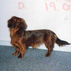 Dværggravhund Quonda