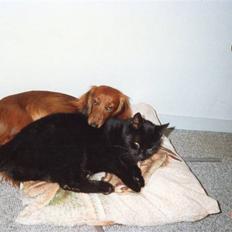 Dværggravhund Quonda