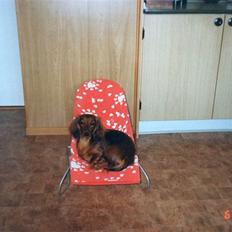 Dværggravhund Quonda