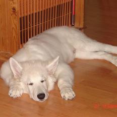 Hvid schæfer Junglens Jazz