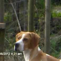 Pointer Donna gives bort