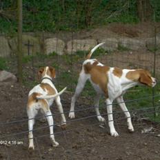 Pointer Donna gives bort