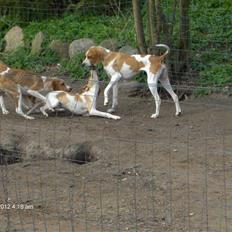 Pointer Donna gives bort