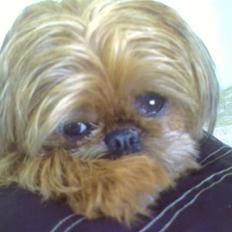 Griffon bruxellois Rosa