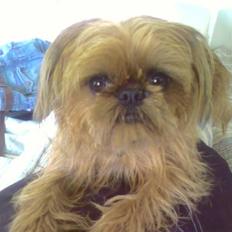 Griffon bruxellois Rosa