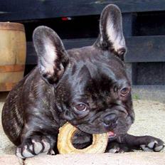 Fransk bulldog Louis