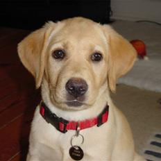 Labrador retriever Birdsongs Uniqe Tikka