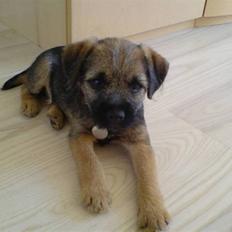 Border terrier .- Zoë -.  { Min'Ged ! :D