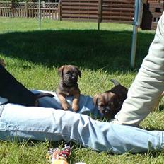 Border terrier .- Zoë -.  { Min'Ged ! :D