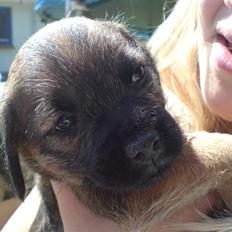 Border terrier .- Zoë -.  { Min'Ged ! :D