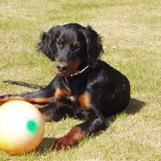 Gordon setter Wøkk´s Andi