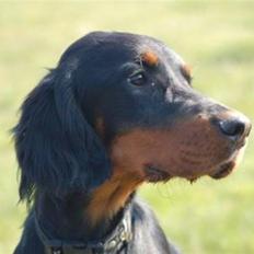 Gordon setter Wøkk´s Andi