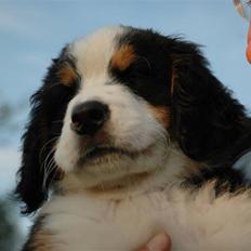 Berner sennenhund barney