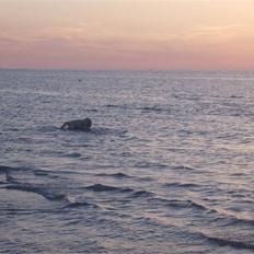 Golden retriever Lapija´s Charlie